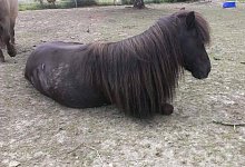 Mini-Shetlandpony "Schr&ouml;der" wurde offenbar get&ouml;tet. - Stephanie Pitten