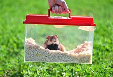 Feldhamster - Foto: Uwe Anspach