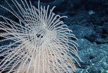 Unerforschte Tiefsee - -/Ocean Discovery League/NOAA/dpa