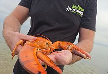 Seltener Hummer gefunden und wieder freigelassen - -/Humane Long Island/dpa