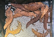 Echsen - -/NSW POLICE via AAP/dpa