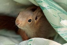 Tierrettung - Feuerwehr Lage