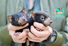 Die Zwillinge Pickles und Cheese begeistern Artensch&uuml;tzer in Australien. - Aussie Ark/dpa