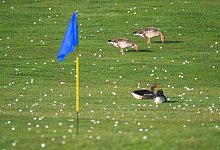 Graug&auml;nse auf dem Golfplatz - Julian Stratenschulte/dpa
