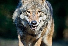 Wolf - Patrick Pleul/dpa