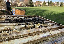 Bienendreck - Till Brand