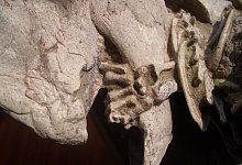 Fossil - Gang Han/Nature/dpa