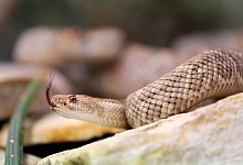 Giftschlange - Roland Weihrauch/dpa