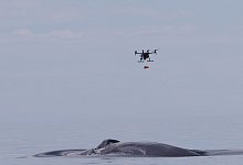 Sender f&uuml;r Wale - David Wiley/NOAA/dpa