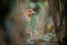 Rebhuhn - Foto: Sina Schuldt/dpa