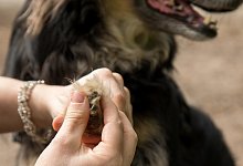 Hundekralle - Foto: Christin Klose