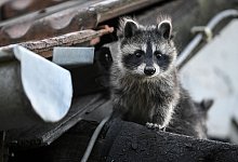 Waschb&auml;renjunge unterm Dach - Britta Pedersen/dpa