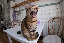 Katze mit ge&ouml;ffnetem Maul - Foto: Axel Heimken