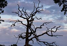 "Storchenbaum" bei Hamminkeln - Christoph Reichwein/dpa