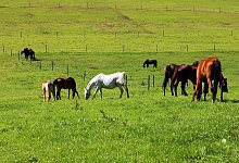 Pferde auf der Weide - Symbolbild: Pixabay