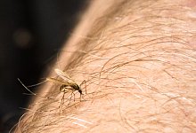Eine Mücke sitzt auf einem Arm - Christin Klose/dpa-tmn