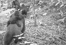 Cross-River-Gorillas - Foto: -/WCS Nigeria/dpa