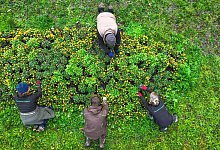 Vier Gärtner setzen Blumenzwiebeln - Felix Kästle/dpa/dpa-tmn