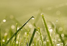 Wassertropfen sind auf einem Rasen zu sehen - Silas Stein/dpa/dpa-tmn