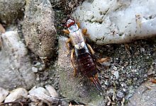 Ohrwurm - Foto: Stefanie Paul/dpa