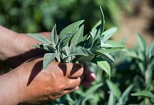 Eine Handvoll Salbei - Arno Burgi/dpa-Zentralbild/dpa-tmn