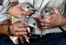 Bilby-Babys - Foto: Dan Peled/AAP/dpa