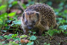 Igel, V&ouml;gel und andere Tiere finden derzeit wegen der Trockenheit nur wenig Nahrung und Wasser. - Karl-Josef Hildenbrand/dpa