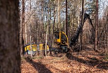 Holzernte im Wald - Silas Stein/dpa