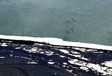 Umweltkatastrophe - Foto: -/XinHua/dpa