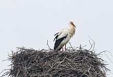 Erste St&ouml;rche sind zur&uuml;ck - Friso Gentsch/dpa/Archivbild