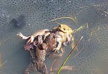 Grasfr&ouml;sche - Carolin Dittrich/MfN/dpa