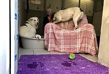 Tierheim Bad Salzuflen - Sven Kienscherf