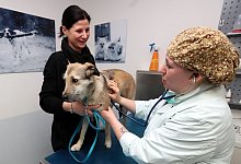 Die Bielefelder Tierklinik bietet als einzige Klinik im Umkreis von 90 Kilometern rund um die Uhr einen Notdienst an. - Archivfoto: Wolfgang Rudolf