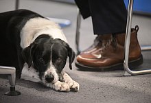 Hund im B&uuml;ro? NRW-Ministerien und ihre Regeln - Sebastian Gollnow/dpa