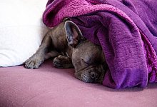 Regen Eis Schnee Hund Mantel - Christin Klose/dpa-tmn