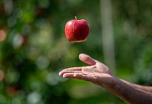 Mann wirft bei der Ernte einen Apfel in die Luft - Daniel Reinhardt/dpa/dpa-tmn