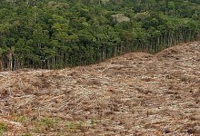 Abholzung in Brasilien - Foto: Marcelo Sayao/EFE/dpa