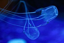 W&uuml;rfelqualle - Foto: Nic Bothma/EPA/dpa