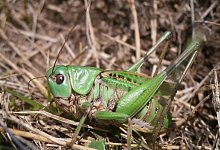 DasInsekt des Jahrs 2026: Der Warzenbeißer - Schmitt/Senckenberg/dpa