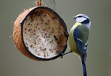 Meisen an einer mit Vogelfutter gef&uuml;llten Kokosnuss - Roland Weihrauch/dpa/dpa-tmn