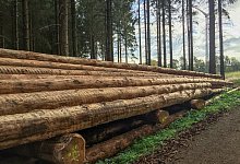 Fichtenholz - Landesverband Lippe