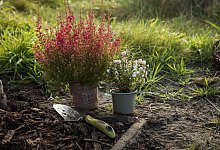 Blumenkelle - Christin Klose/dpa-tmn