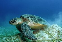 Gr&uuml;ne Meeresschildkr&ouml;te - Philipp Kanstinger/WWF /dpa