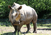 Buffy - Udo Richter/Uripress/dpa