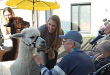 Alpakas in Lage - diakonis