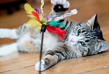 Katze beim Spielen - Foto: Franziska Gabbert/dpa-tmn