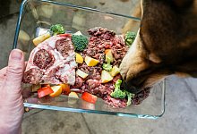 Rohkost f&uuml;r Hunde - dpa-tmn