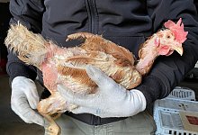 Rettet das Huhn - Fotorechte: Rettet das Huhn e.V.