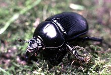 Der neuen Roten Liste zufolge sind mehr als ein Viertel der Insektenarten in Deutschland gef&auml;hrdet. - F.Rahn/dpa