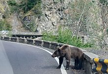 Bären in Rumänien - Kathrin Lauer/dpa